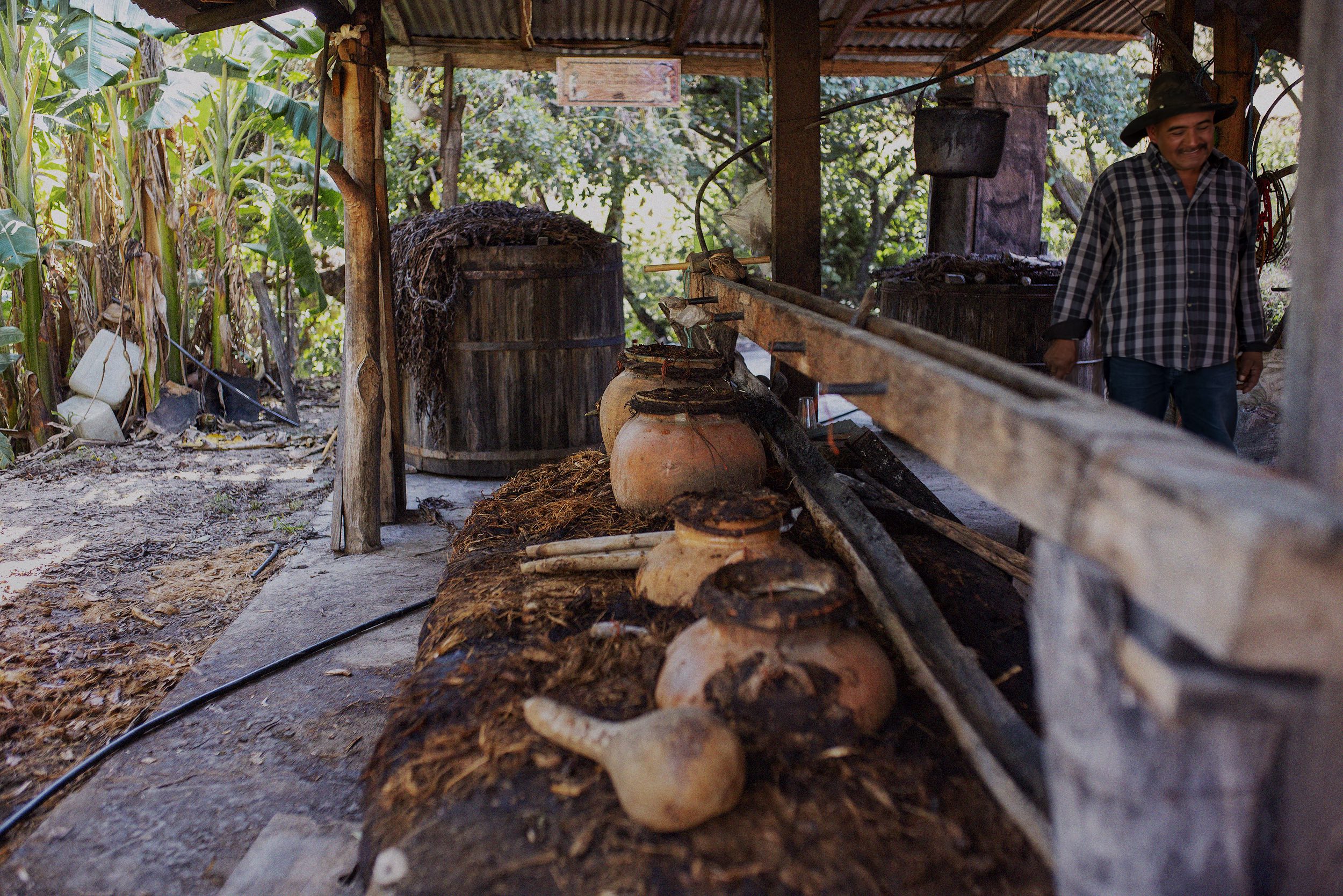 Keeping Tradition Alive The Importance of Sustainable Mezcal Production